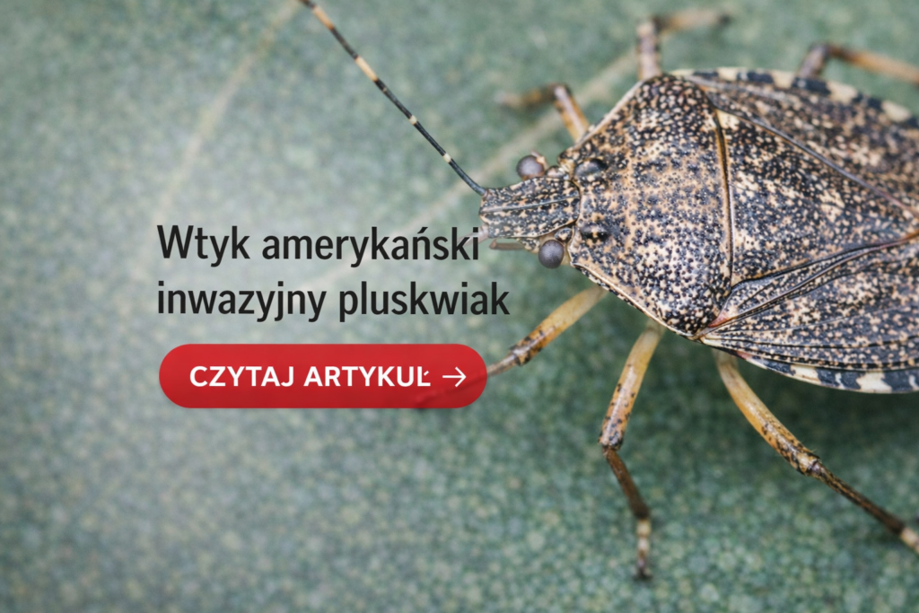 wtyk 